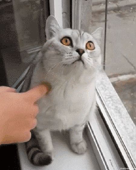 Broken Cat GIFs - Find & Share on GIPHY