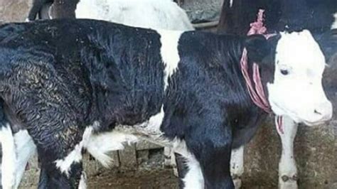 Black Baldy | Cattle, Breeds, Animals