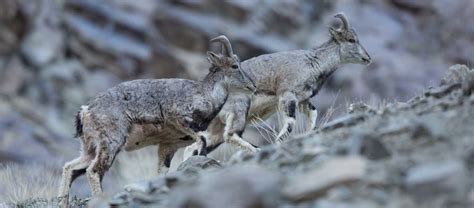 India Snow Leopard Tour | Apex Expeditions