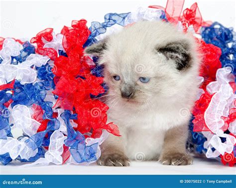 Cute Kitten with Fourth of July Decorations Stock Photo - Image of july ...