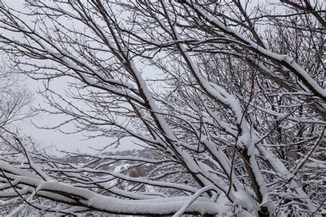 Fresh Snow Coating Tree Branches Stock Image - Image of winter, white ...