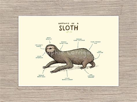 Anatomy of a Sloth Signed Art Print | Etsy