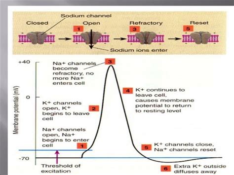 Resting membrane potential by DR. IRUM