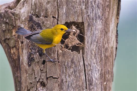 Prothonotary Warbler Building Nest - Steve Creek