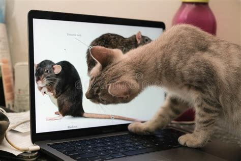 Cat Playing with Mouse in the Laptop Screen Stock Photo - Image of ...