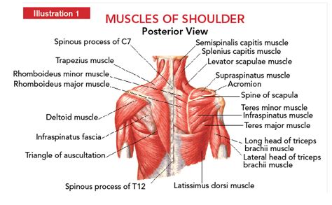 Shoulder development in strength training | Coach & Athletic Director