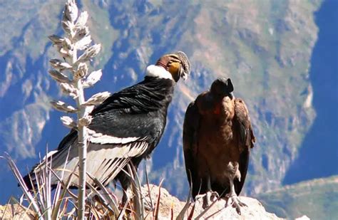 Andean Condor - Description, Habitat, Image, Diet, and Interesting Facts