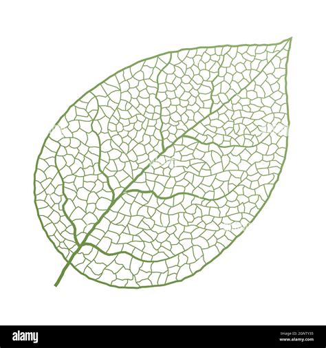 Leaf vein vector texture isolated transparent autumn black detail botanical vein leaf organic ...