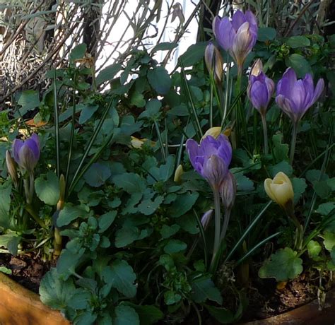 first crocuses outdoors | garden withoutdoors