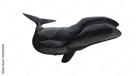 Bowhead whale tail up side view isolated on white background ready ...