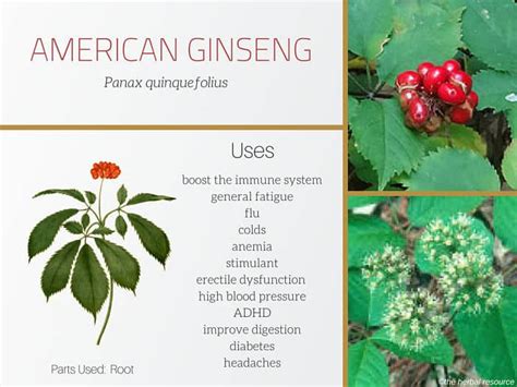 American Ginseng - Benefits, Side Effects and Uses of Its Root