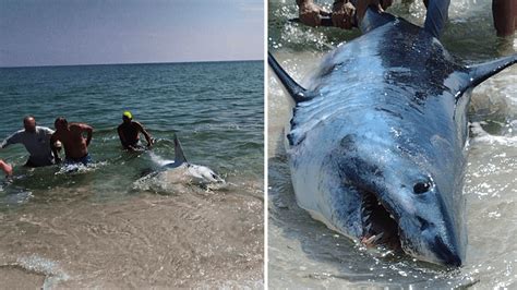 VIDEO: Shark washes ashore on Pensacola Beach, beachgoers help it back into Gulf