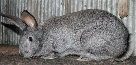 Rabbit breeds around the world - WabbitWiki