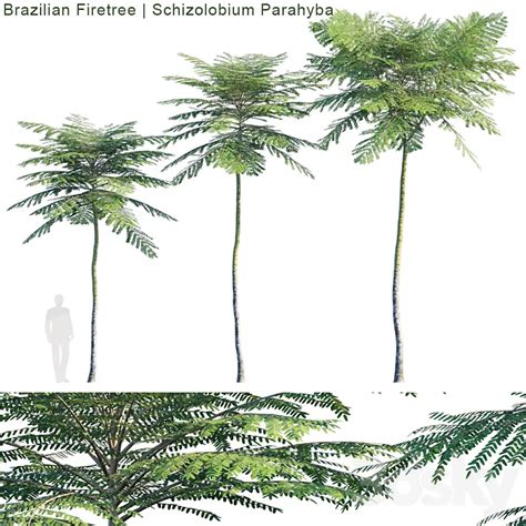 Schizolobium Parahyba | Brazilian Firetree 3D Model Free Download ...