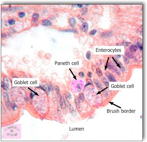 Histology Digestive page 1 Frame | Cell, Veterinary, Intestines