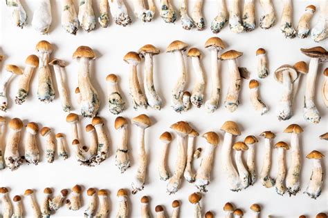 How to Use Psychedelic Mushrooms? – Videodrom