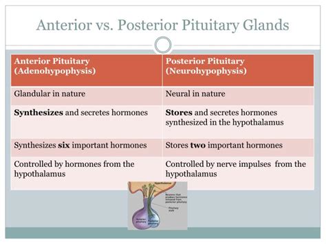 PPT - The Pituitary Gland PowerPoint Presentation - ID:2640829