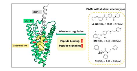 Allosteric Modulators Enhancing GLP-1 Binding to GLP-1R via a Transmembrane Site | ACS Chemical ...