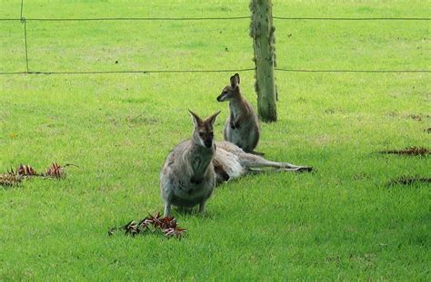 10 Reasons To Visit The Bunya Mountains – Adventure By 3