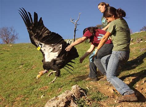 Bringing Condor Home | BirdNote