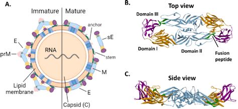 Structure of the dengue virus envelope protein. (A) Schematic ...