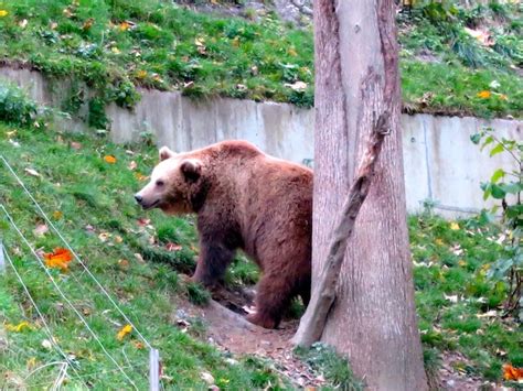 Honeymoon lessons at the Bern Bear Park