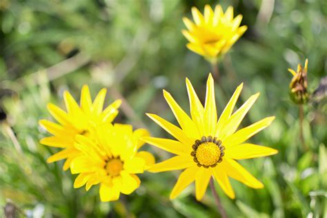 How to Care for Gazania Flowers | eHow | Gazania flowers, Perennials, Flowers