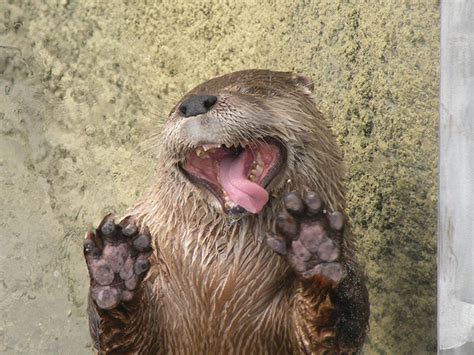 Animals With Their Tongues Sticking Out