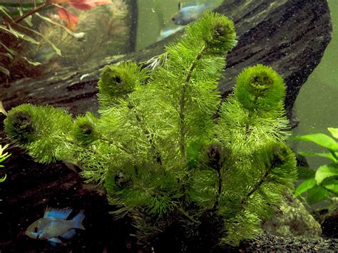 Fast Growing Aquarium Plant Package (10-20 Gallon) - Stem Plants - Heavily Plant your Aquarium ...