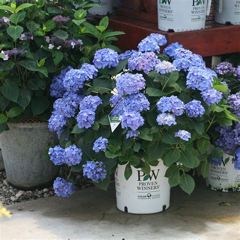 Let's Dance® Blue Jangles® Bigleaf Hydrangea