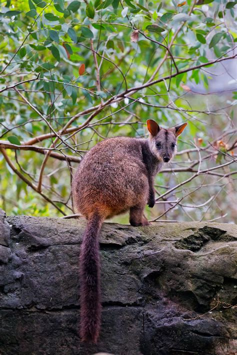 #ThreatenedThursday: Brush-tailed Rock-wallaby — The Foundation for Australia’s Most Endangered ...