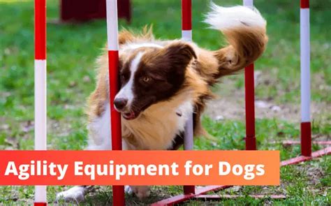 14 Best Agility Sets + Equipment for Dogs for Home Training