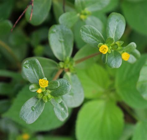 Purslane Identification and Uses: A Plant Profile | The Survival Gardener