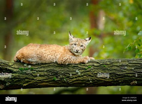 Young Lynx in green forest. Wildlife scene from nature. Walking ...