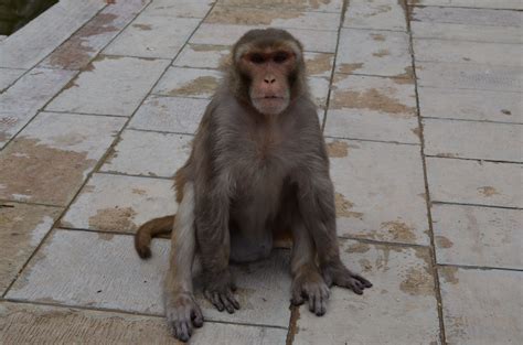 India monkey temple | India