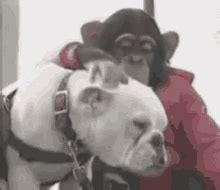 Pet Dog GIF - Pet Dog Fun - Discover & Share GIFs