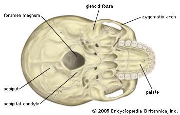 Foramen magnum | anatomy | Britannica.com