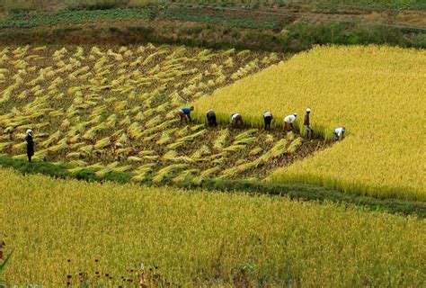 Rice cultivation in Madagascar - MadaMagazine