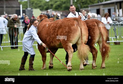 Ardingly Sussex, UK. 8th June, 2017. Cattle on show at the South of ...