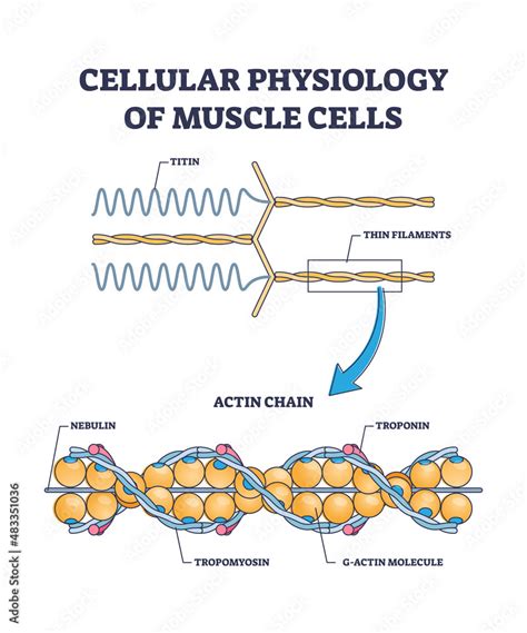 Cellular physiology of muscle cells with closeup structure outline diagram. Labeled educational ...