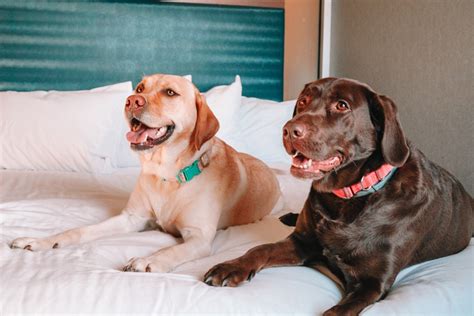 Pet-Friendly Hotels that Don't Charge a Pet Fee - Halee with a Flair