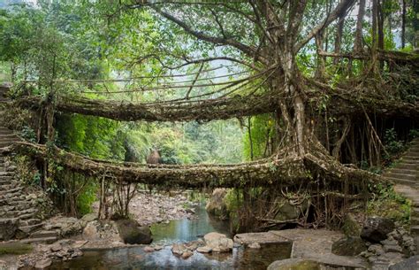 Living Root Bridges in Meghalaya - Sahyogmantra Tours