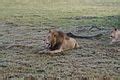 Category:Lions of the Okavango Delta - Wikimedia Commons