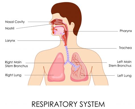 Natural Chest Congestion Remedies: Chest Congestion Causes & Treatment ...