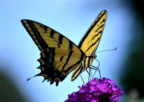 Swallowtail Butterfly Natural History | BUG UNDER GLASS