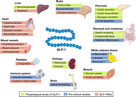 Is GLP-1 good for Type 2 Diabetes? Written by ChatGPT and edited by Dr ...