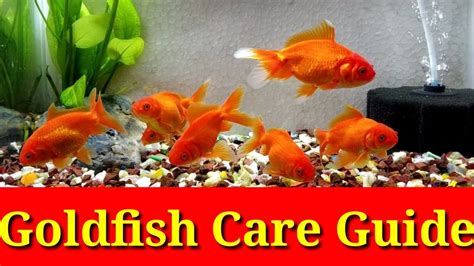 Goldfish Care Guide - YouTube