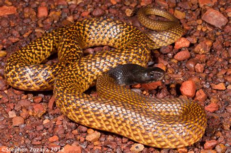 Western Brown Snake (Pseudonaja mengdeni) | The gold body/bl… | Flickr