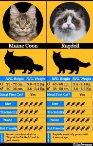 Ragdoll vs Maine Coon - Spot The Difference | ZooAwesome