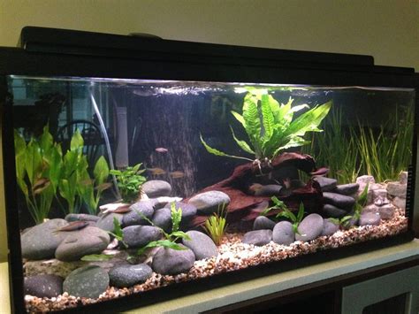 Finally planted my 600 GPH 29 Gal river tank. What do you think? | Fish ...